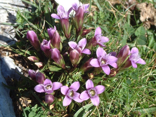 Gentianella columnae / Genzianella napoletana